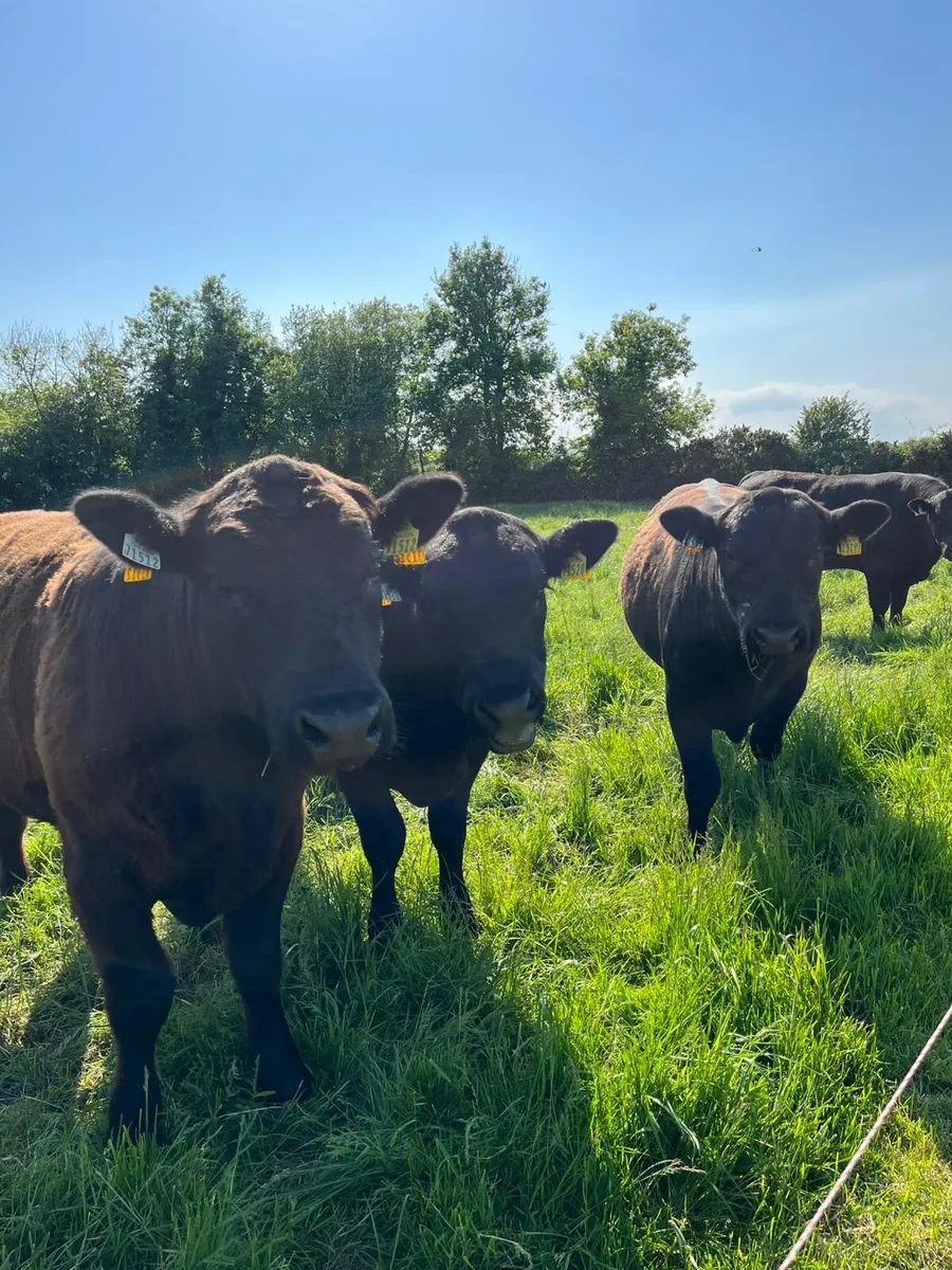 PB Angus and Hereford Bulls - Image 1