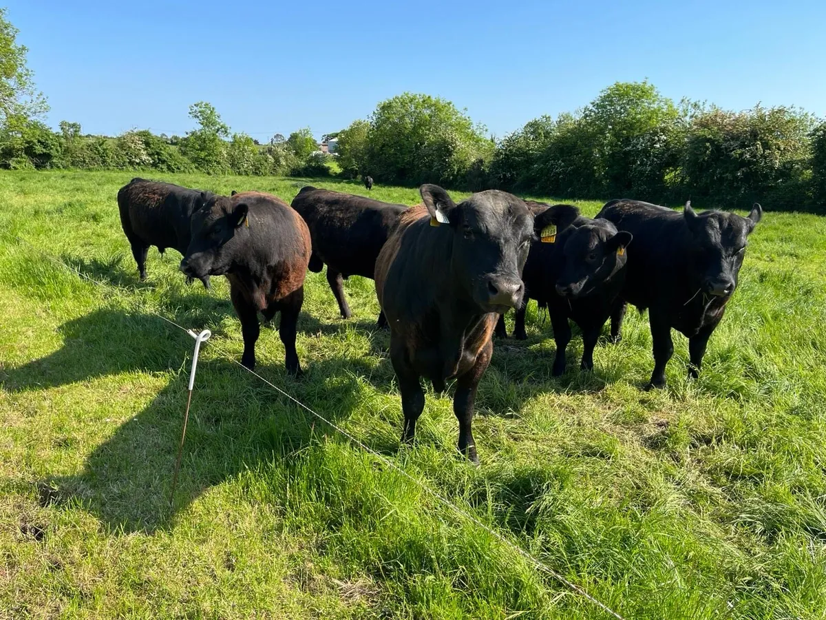 PB Angus and Hereford Bulls - Image 2