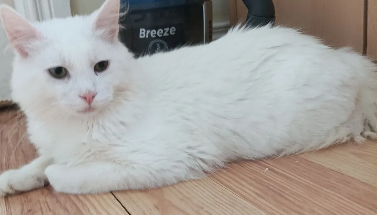 Kitten - Image 3