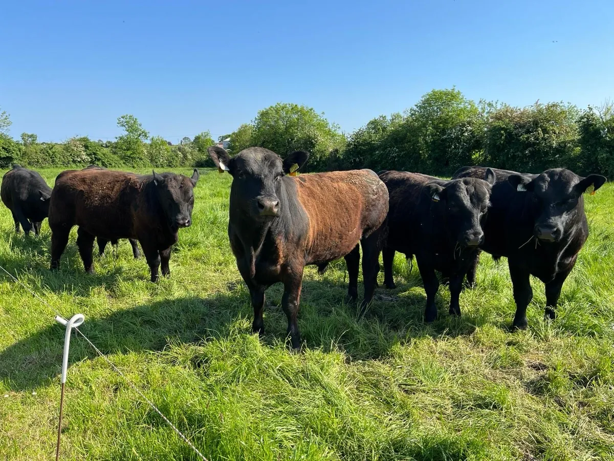 PB Angus and Hereford Bulls - Image 3