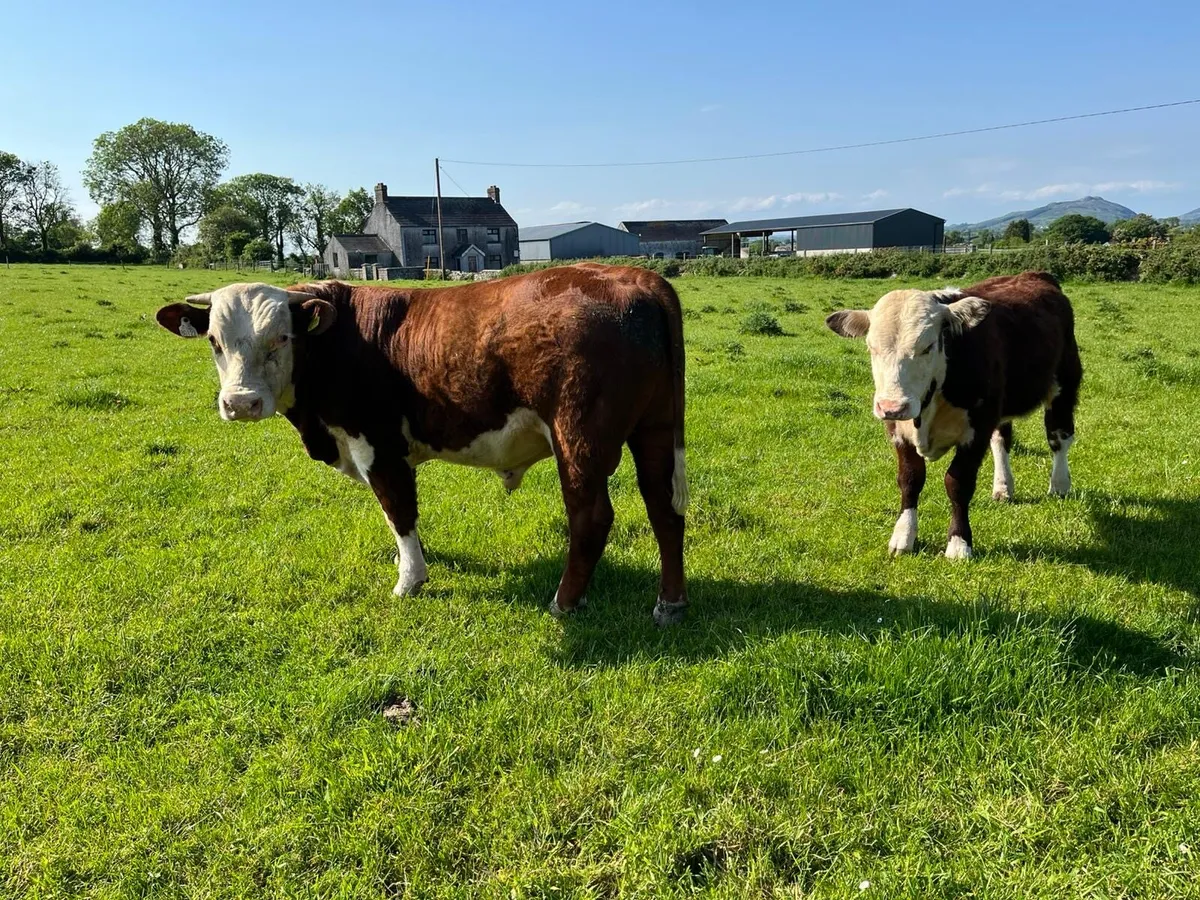 PB Angus and Hereford Bulls - Image 4