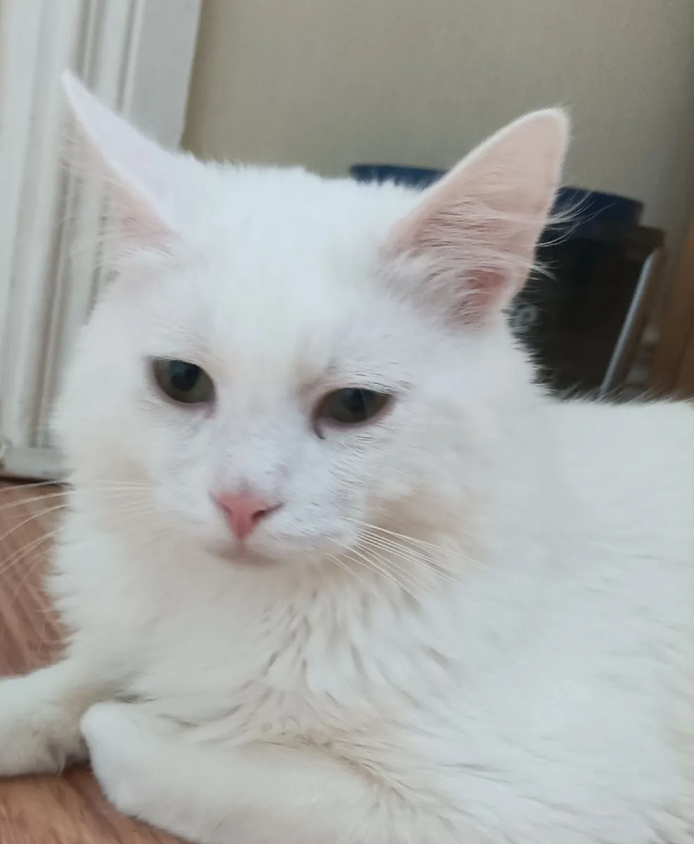 Kitten - Image 1