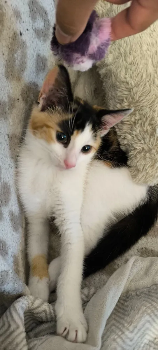 Kitten - Image 1