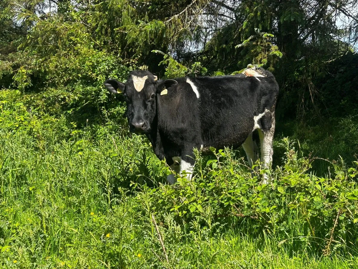 Teaser Bullock