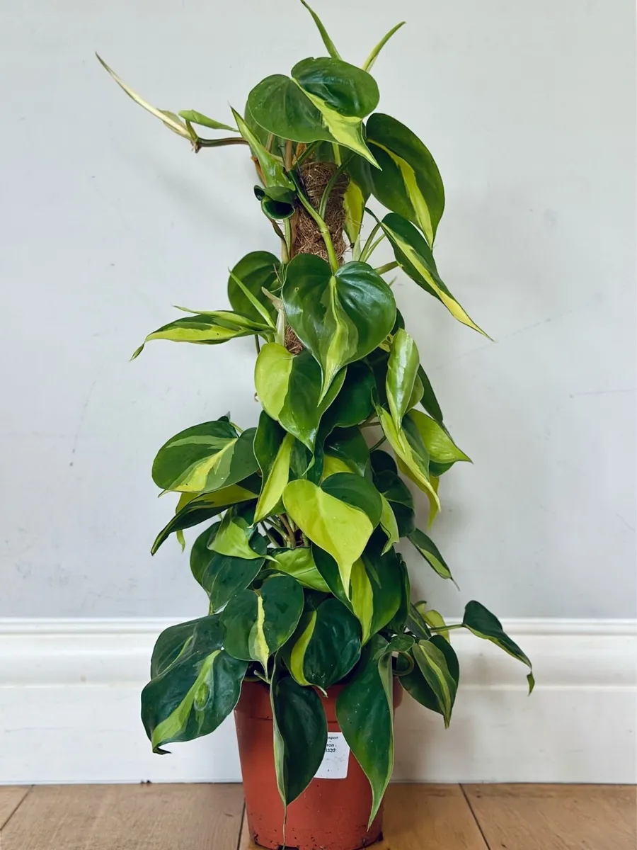 Philodendron Brasil in 15cm pot and 60cm in height - Image 1