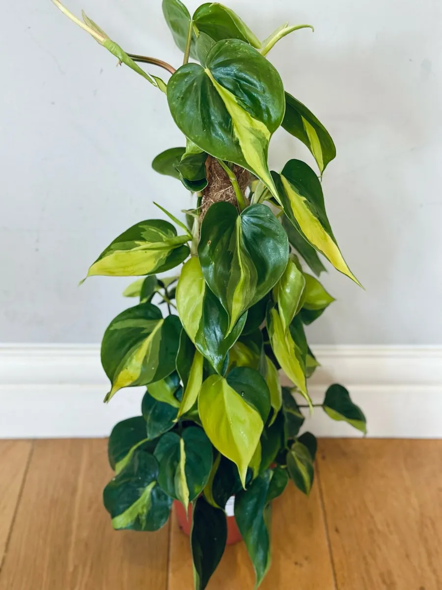 Philodendron Brasil in 15cm pot and 60cm in height - Image 2