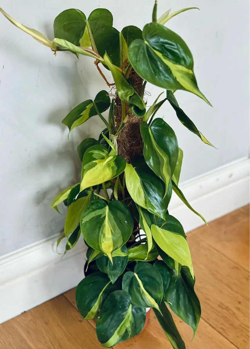 Philodendron Brasil in 15cm pot and 60cm in height - Image 3