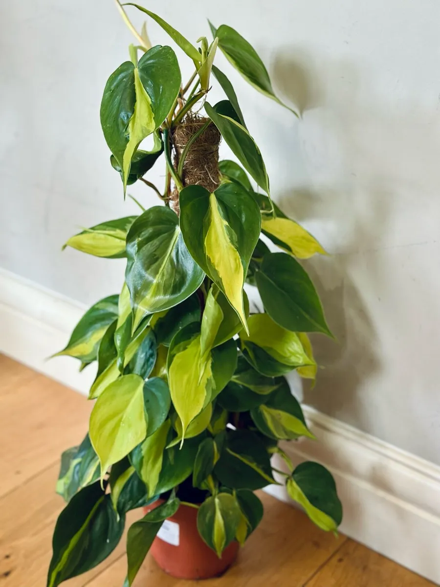 Philodendron Brasil in 15cm pot and 60cm in height - Image 4