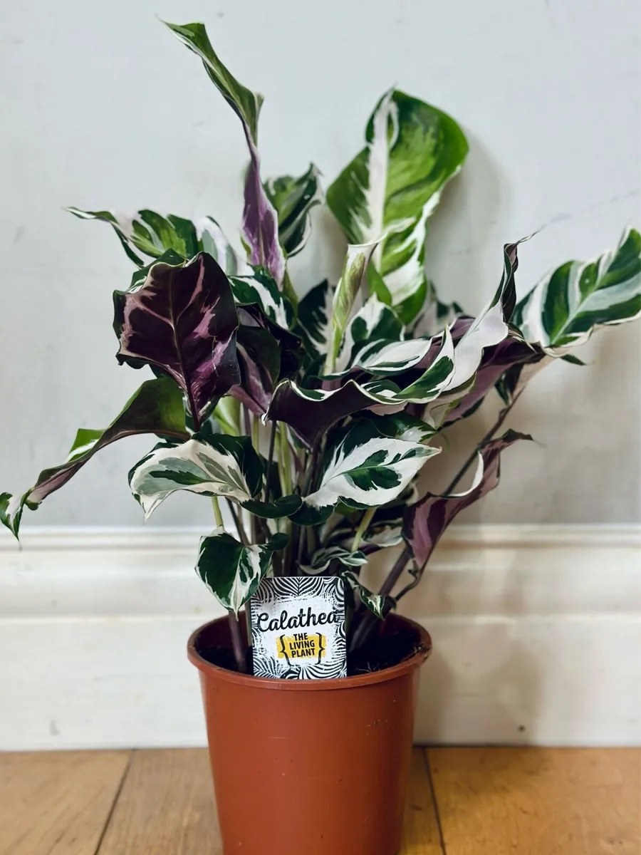 Calathea White Fusion in 14cm pot and 50cm height - Image 1