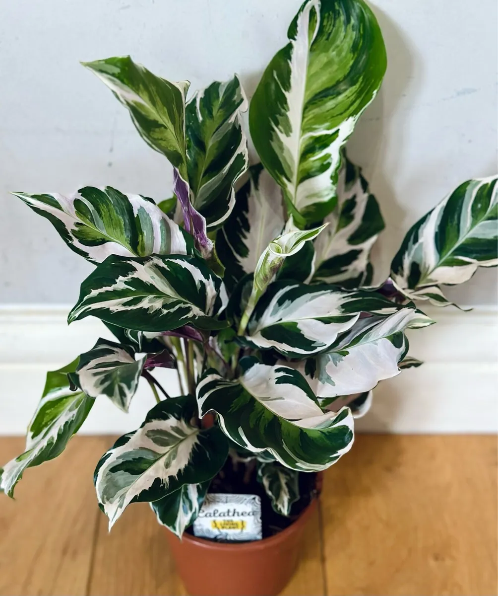 Calathea White Fusion in 14cm pot and 50cm height - Image 2