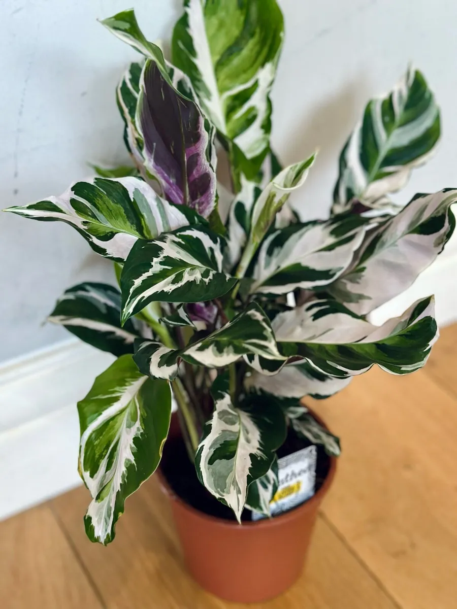 Calathea White Fusion in 14cm pot and 50cm height - Image 3