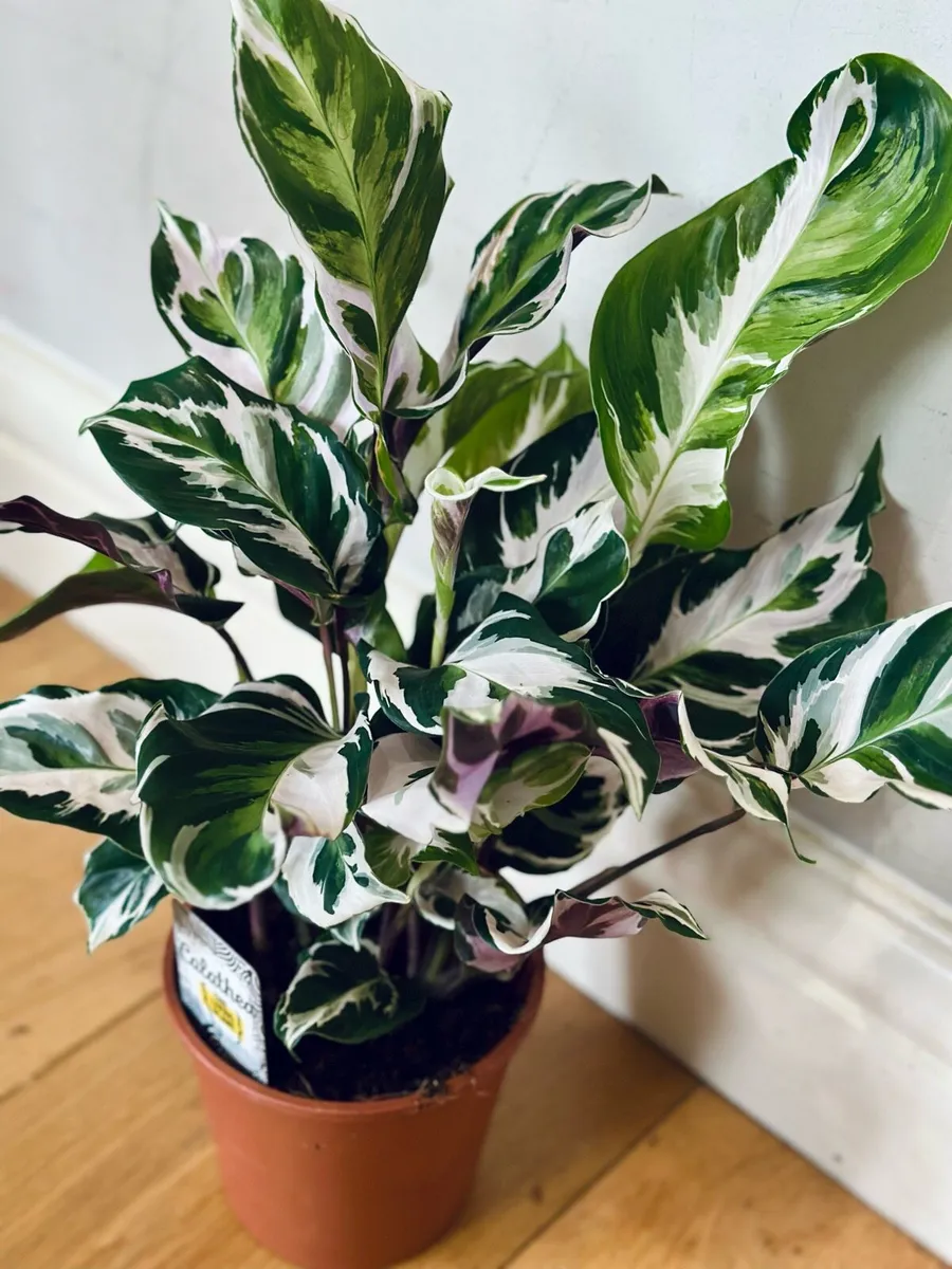 Calathea White Fusion in 14cm pot and 50cm height - Image 4