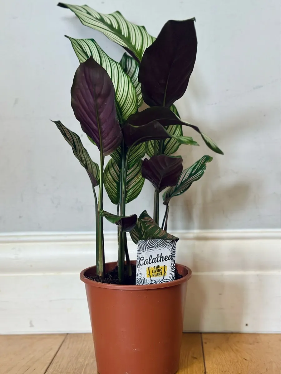 Calathea White Star - Image 1