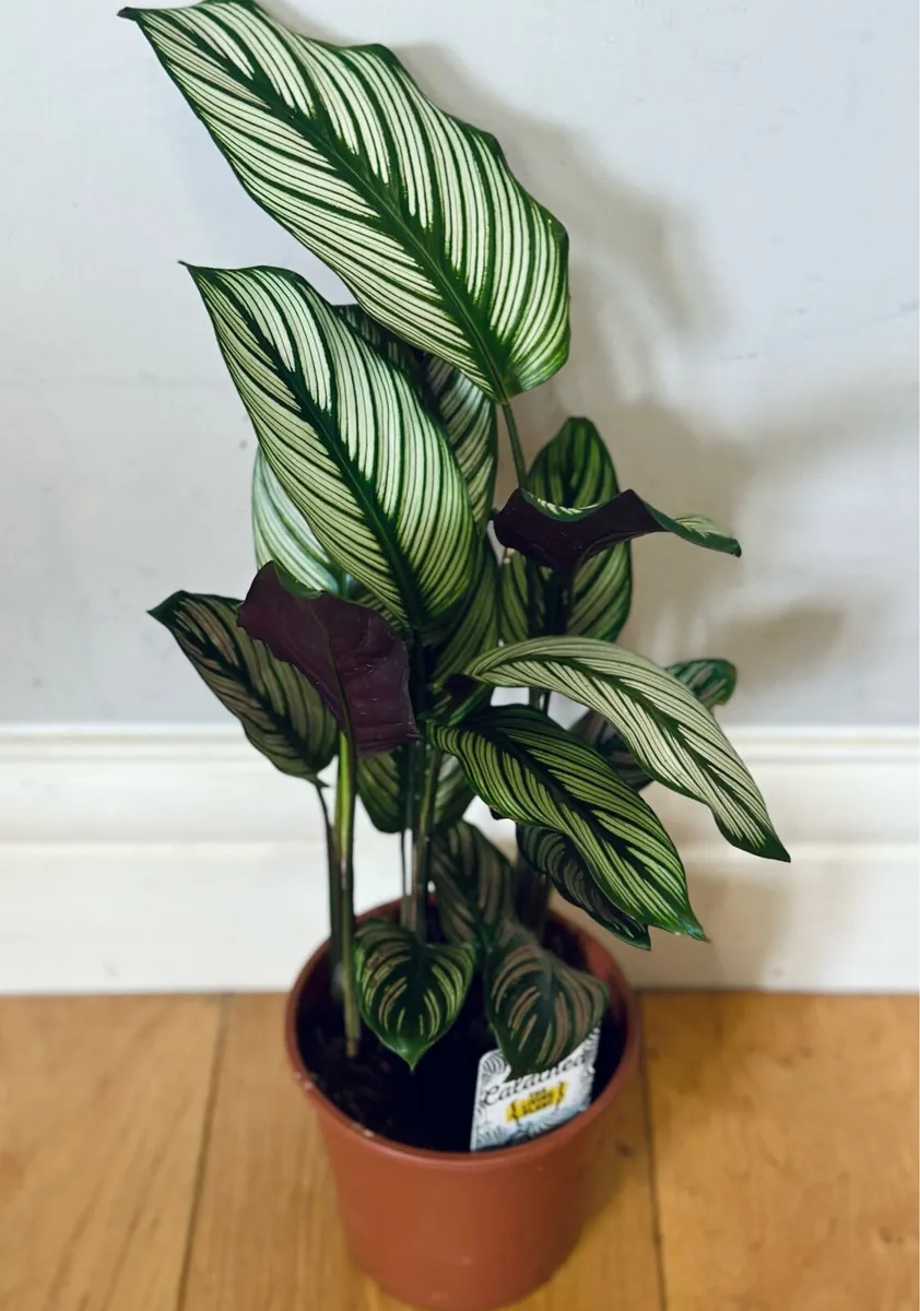 Calathea White Star - Image 2