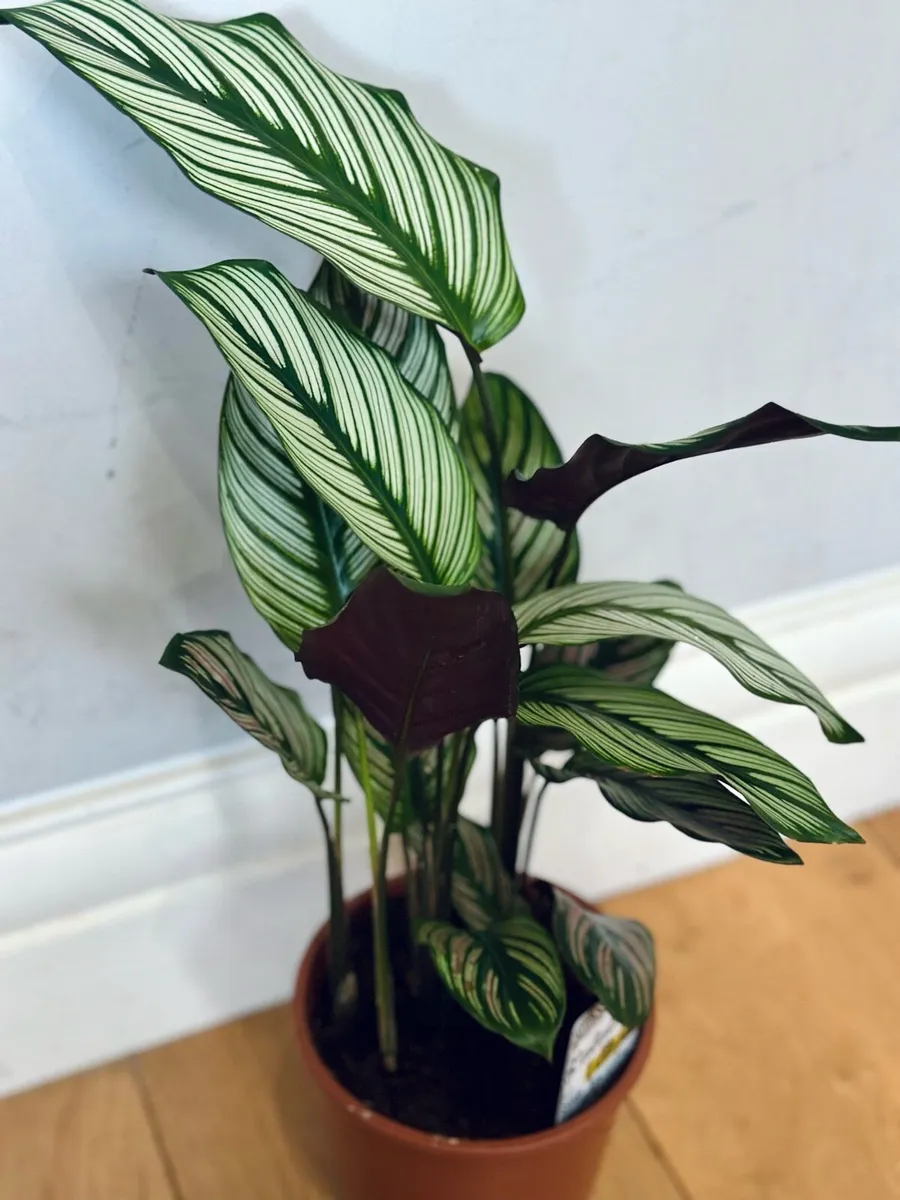 Calathea White Star - Image 3