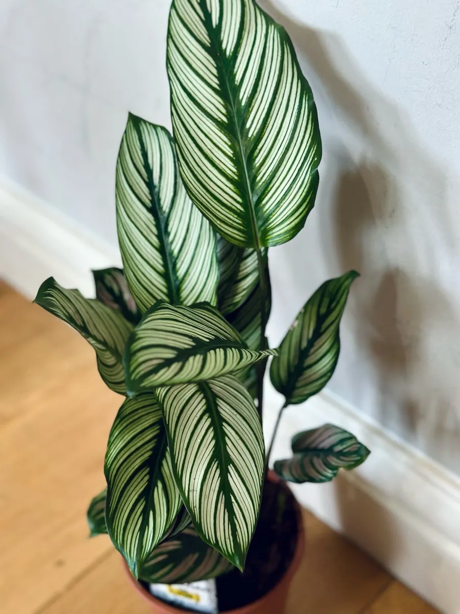 Calathea White Star - Image 4