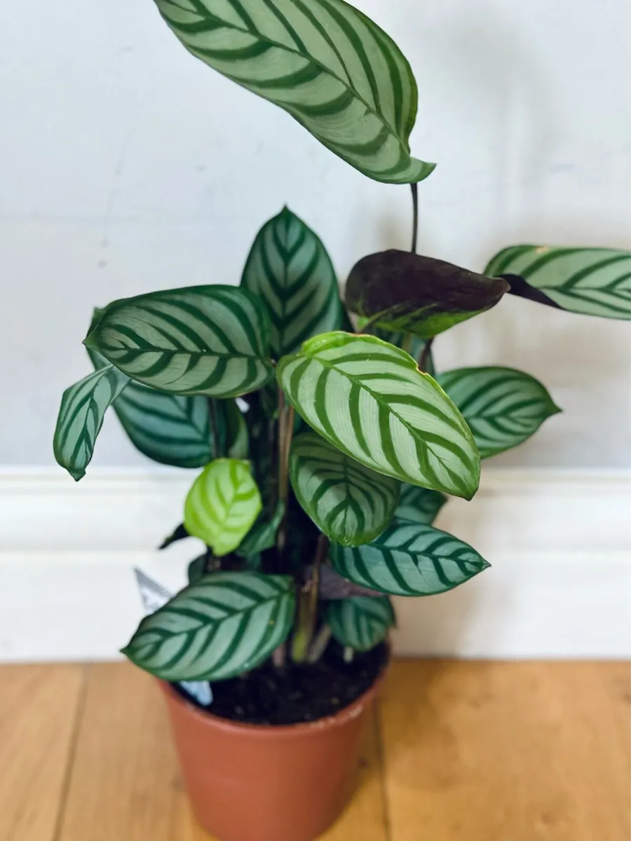 Calathea Compact Star in 14cm pot and 50cm height - Image 2