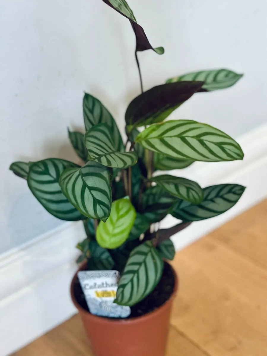 Calathea Compact Star in 14cm pot and 50cm height - Image 3
