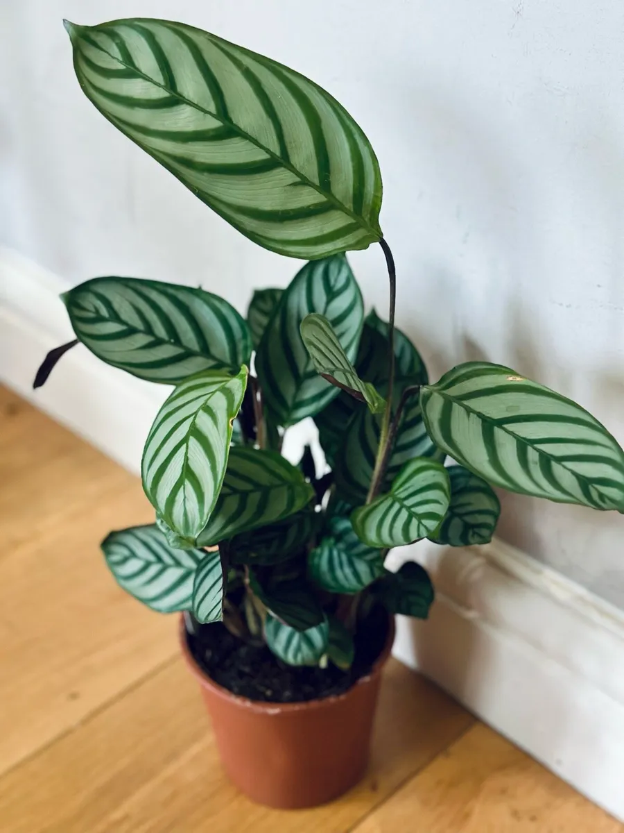 Calathea Compact Star in 14cm pot and 50cm height - Image 4