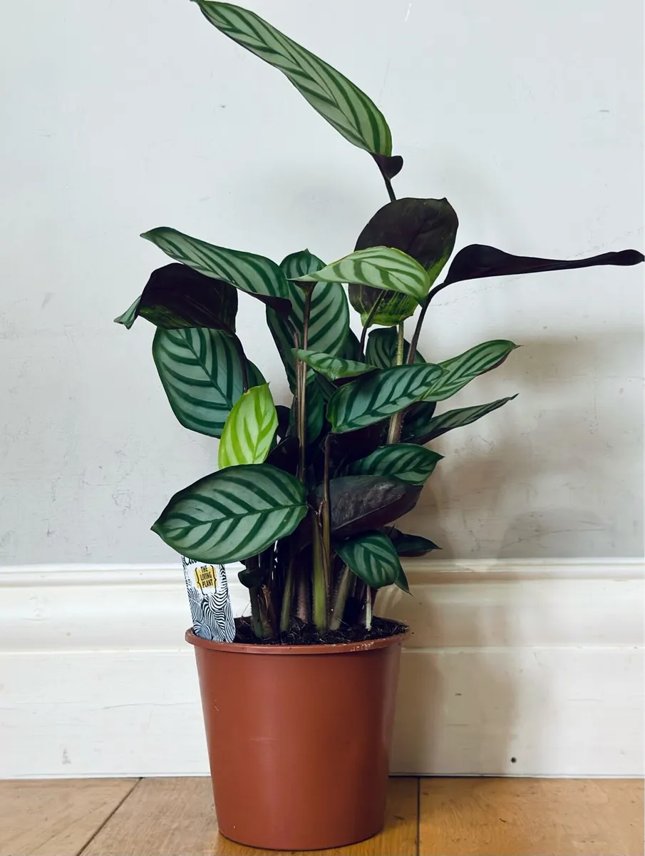 Calathea Compact Star in 14cm pot and 50cm height - Image 1
