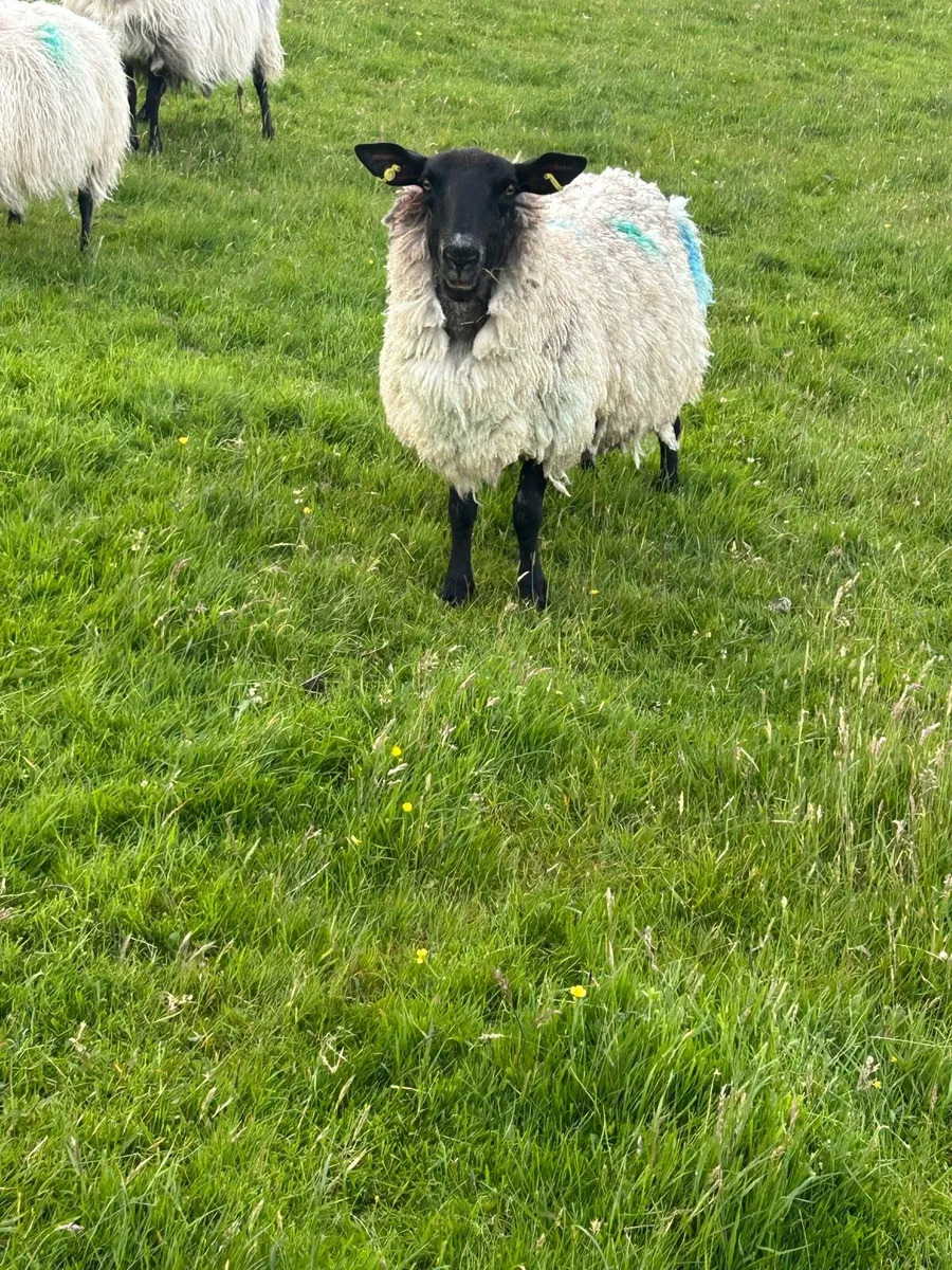 Ewes and lambs at foot - Image 3