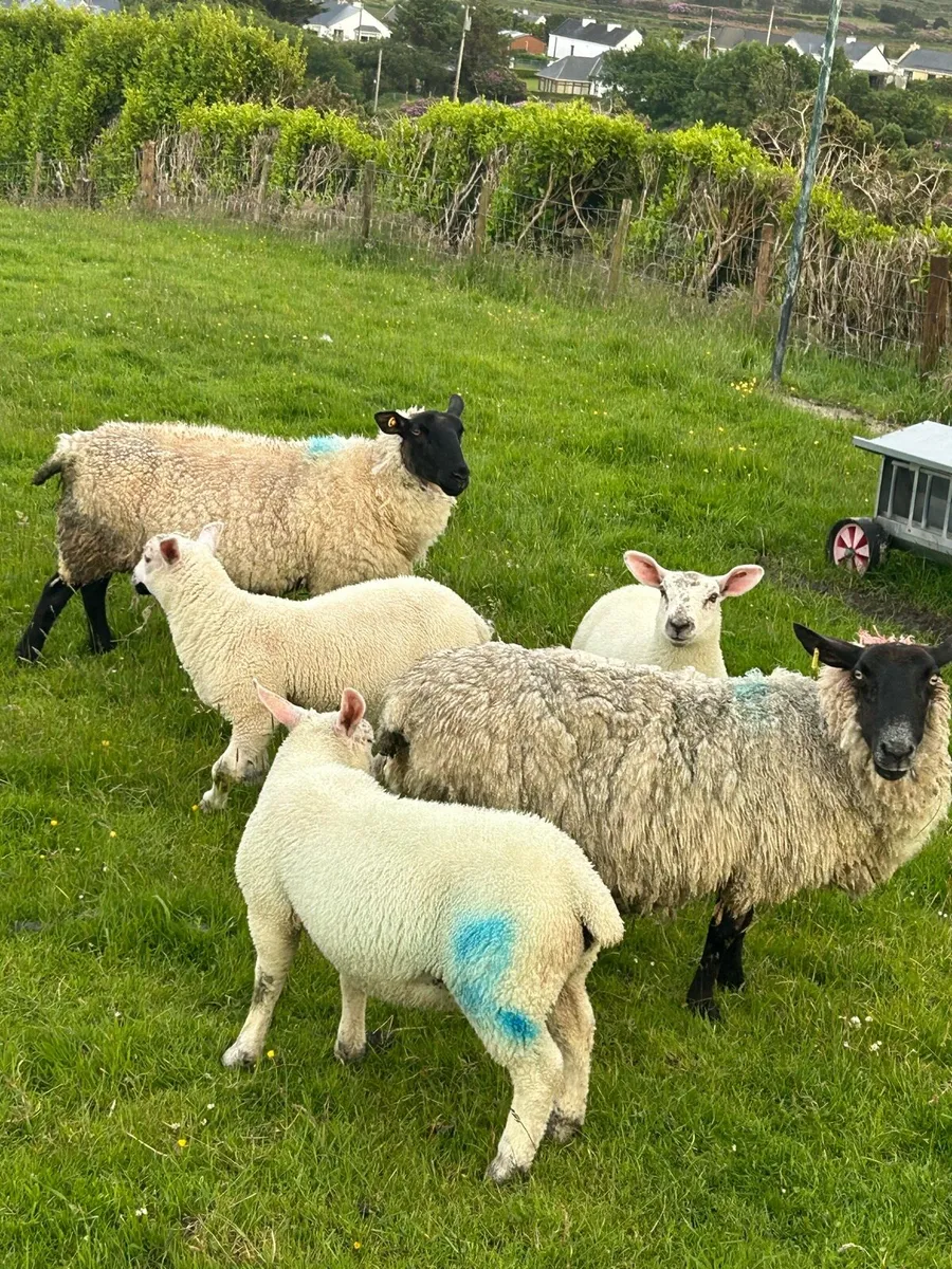 Ewes and lambs at foot - Image 4