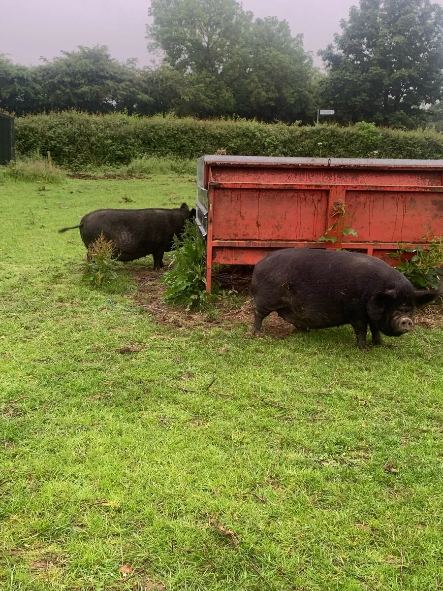 2 black female pigs - Image 1