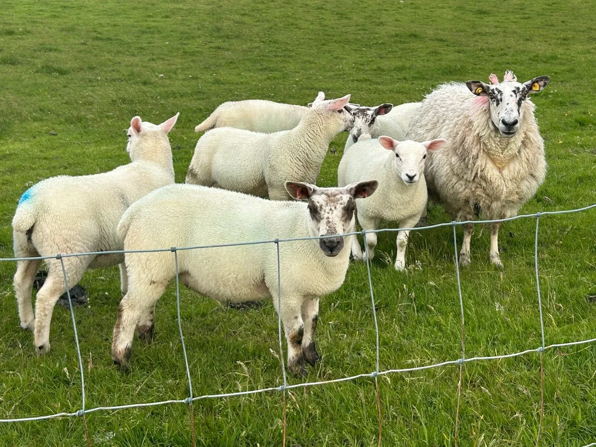 Ewes and lambs at foot - Image 2