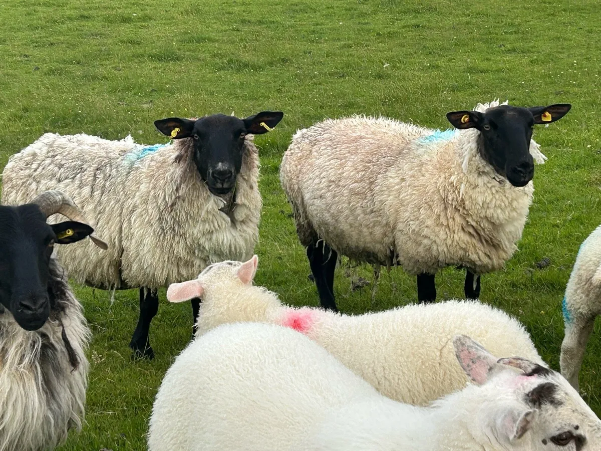 Ewes and lambs at foot - Image 1
