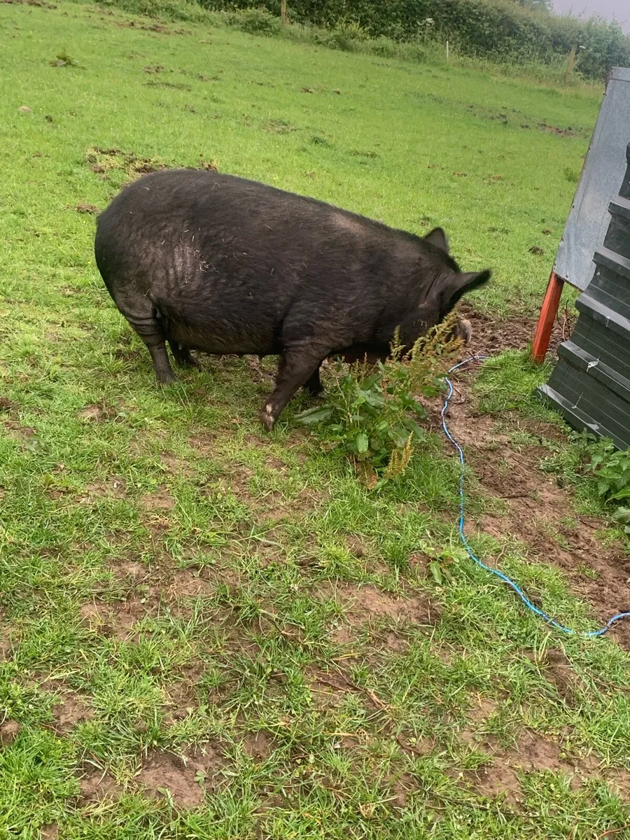 2 black female pigs - Image 4