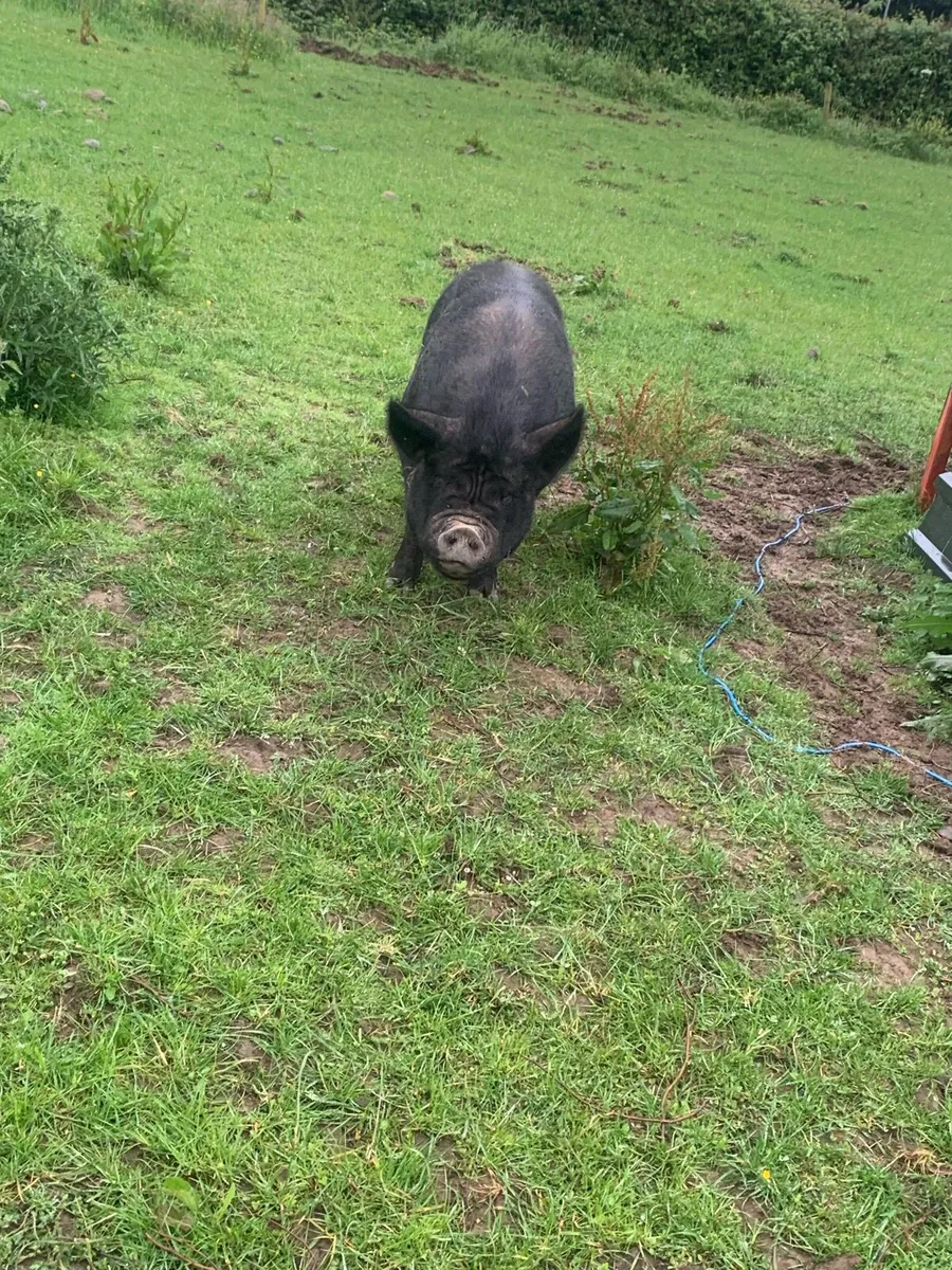 2 black female pigs - Image 2