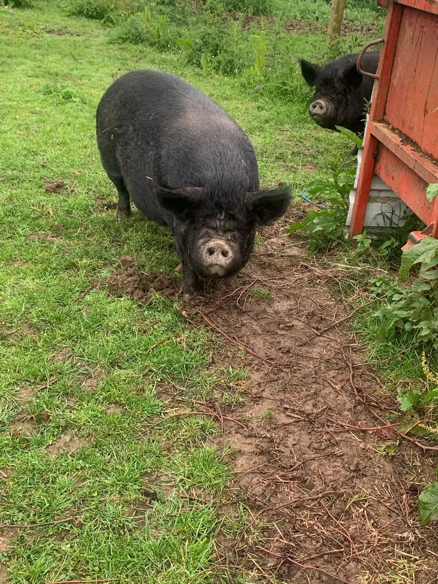 2 black female pigs - Image 3