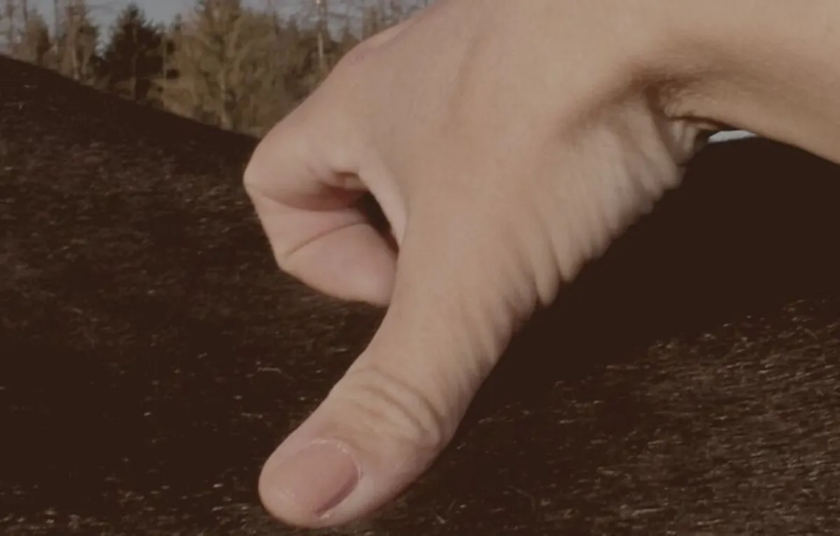 Equine Acupressure for Horse Therapists - Image 2