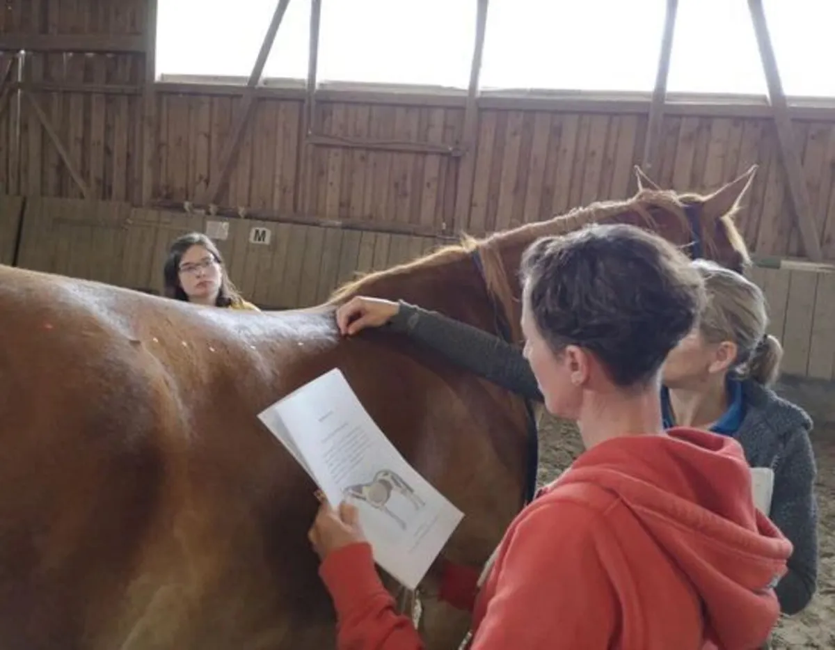 Equine Acupressure for Horse Therapists - Image 3