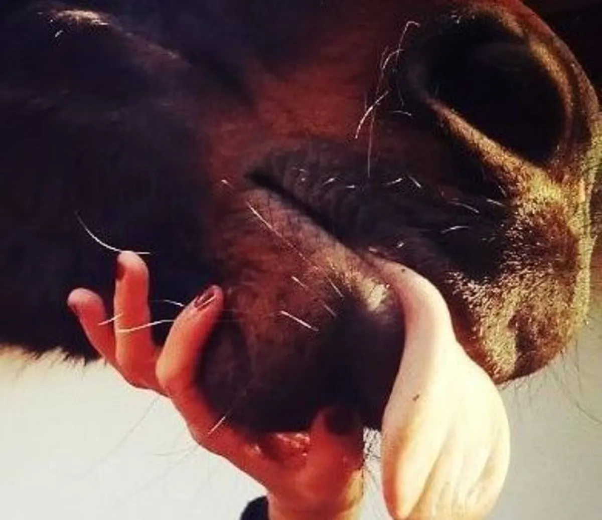 Equine Acupressure for Horse Therapists - Image 4