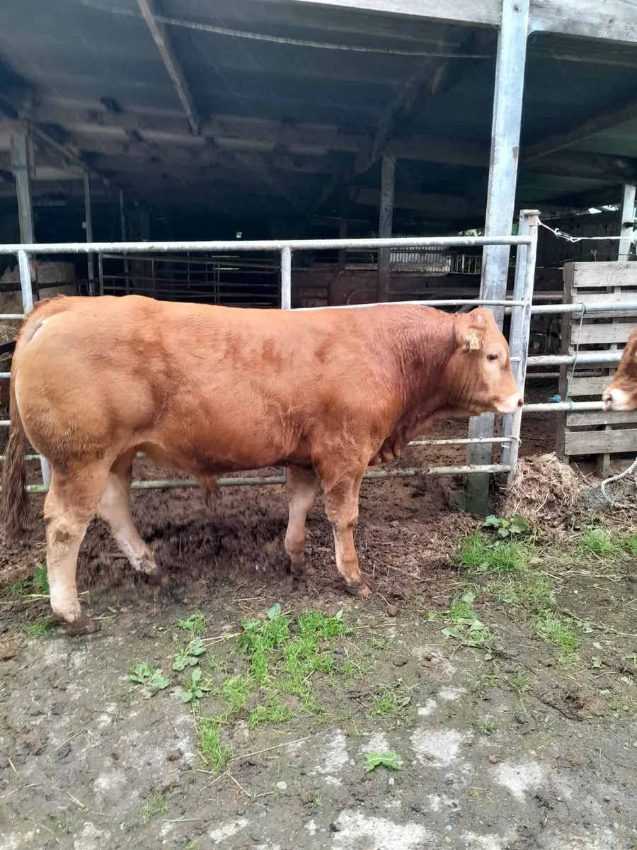 Two PBR Limousin Bull for sale. - Image 1