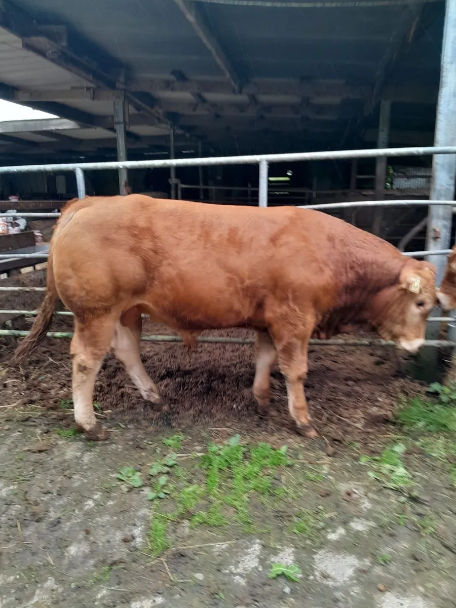 Two PBR Limousin Bull for sale. - Image 2