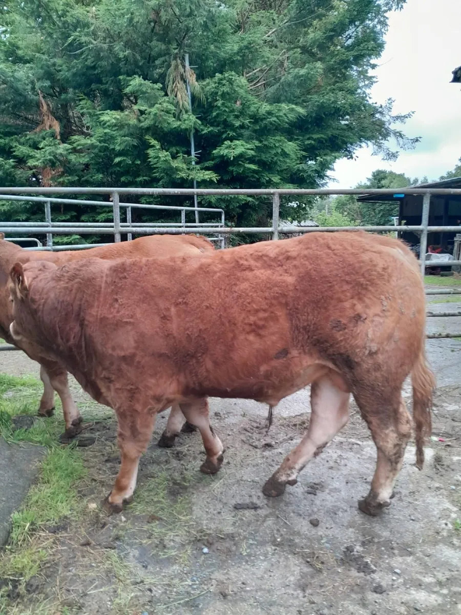Two PBR Limousin Bull for sale. - Image 3