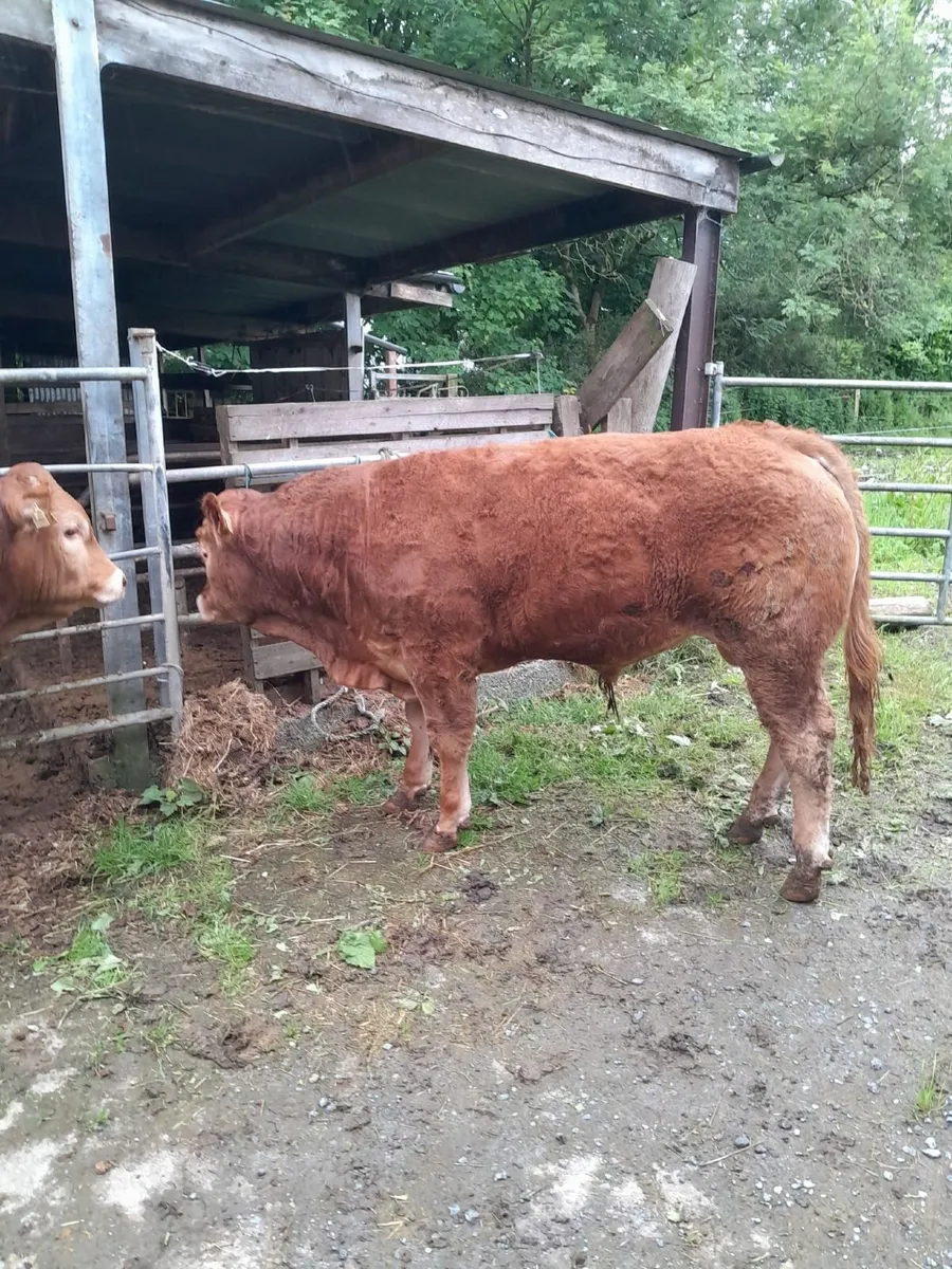 Two PBR Limousin Bull for sale. - Image 4
