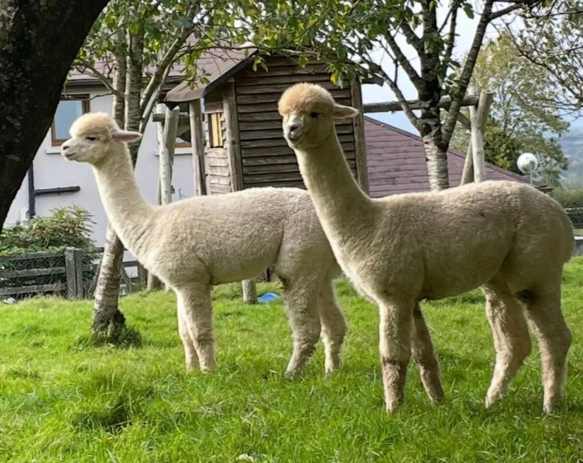 Alpaca Fleece - Image 2