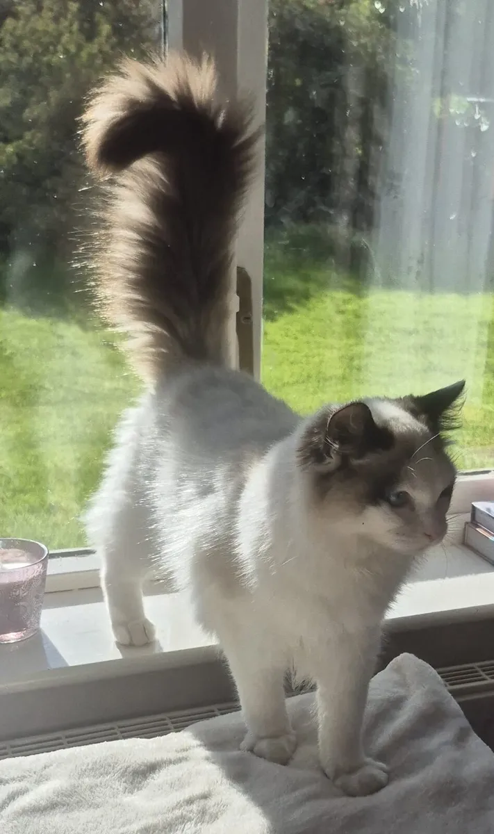 British Shorthaired x Ragdoll kittens - Image 2