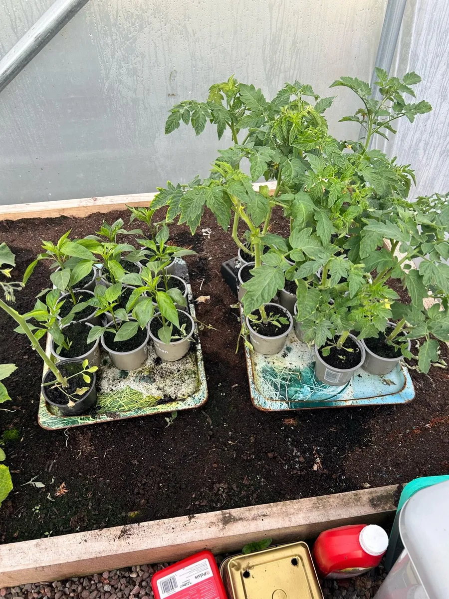 Vegetable plants - Image 1