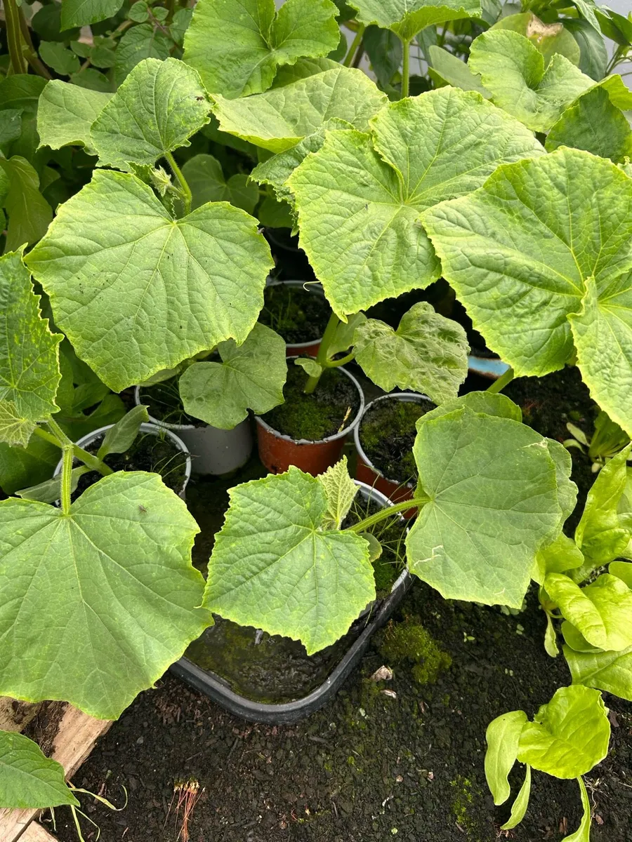 Vegetable plants - Image 2