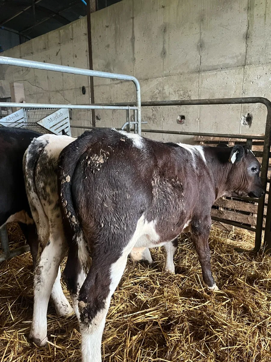 Reared calves - Image 2
