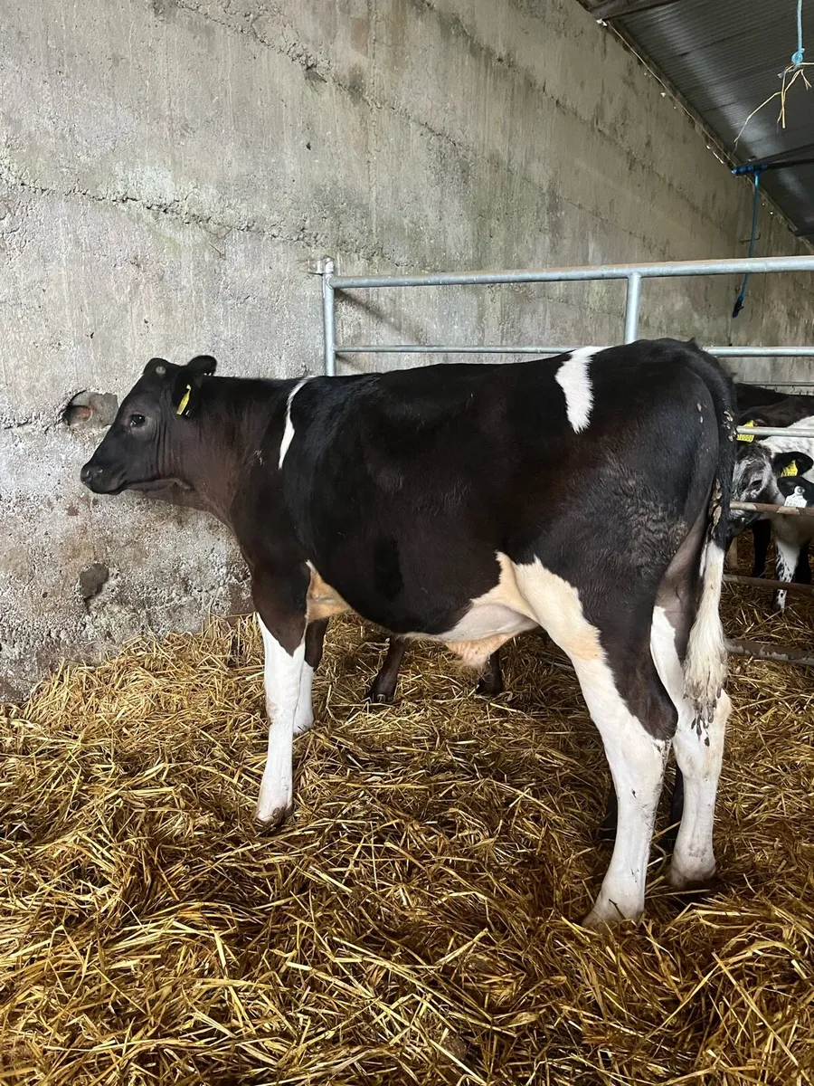Reared calves - Image 3