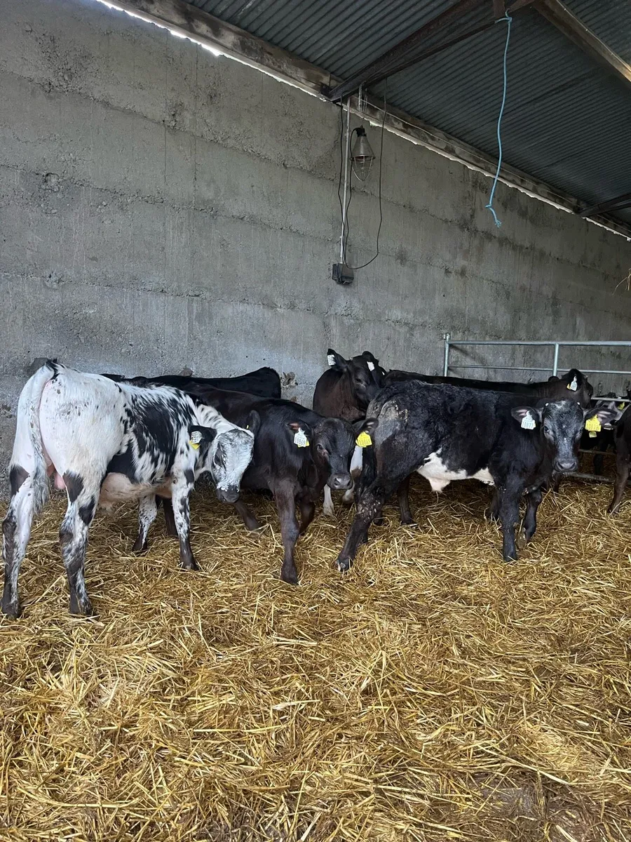 Reared calves - Image 4