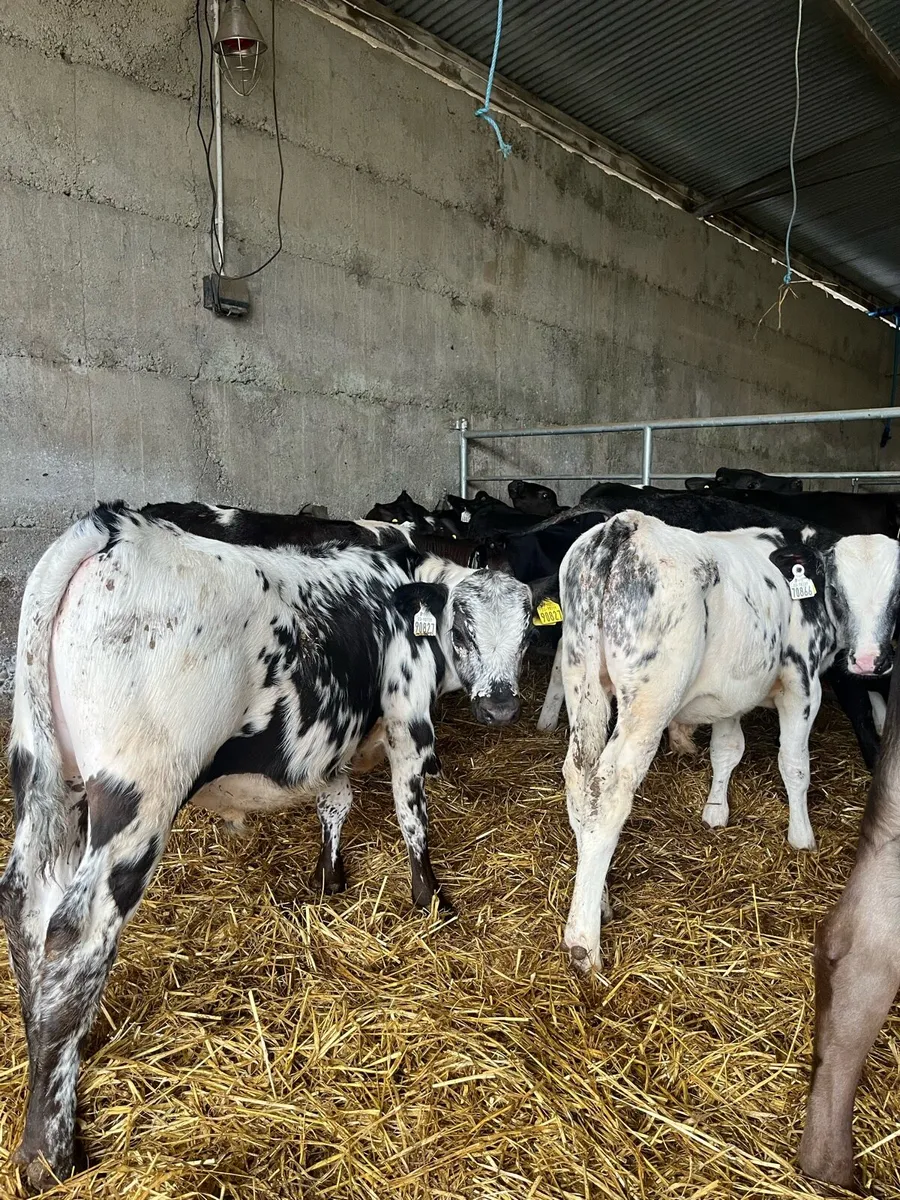 Reared calves - Image 1