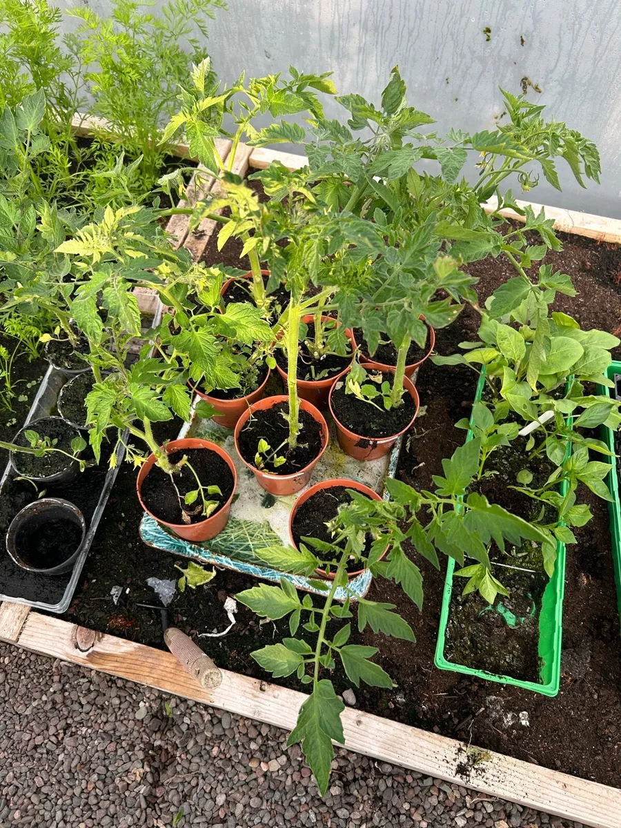 Vegetable plants - Image 3