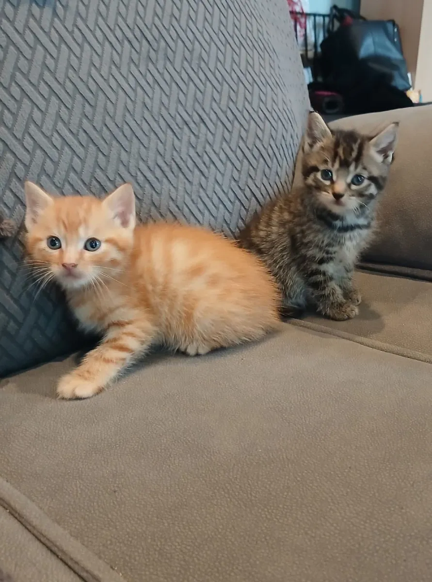 Kittens - Image 1