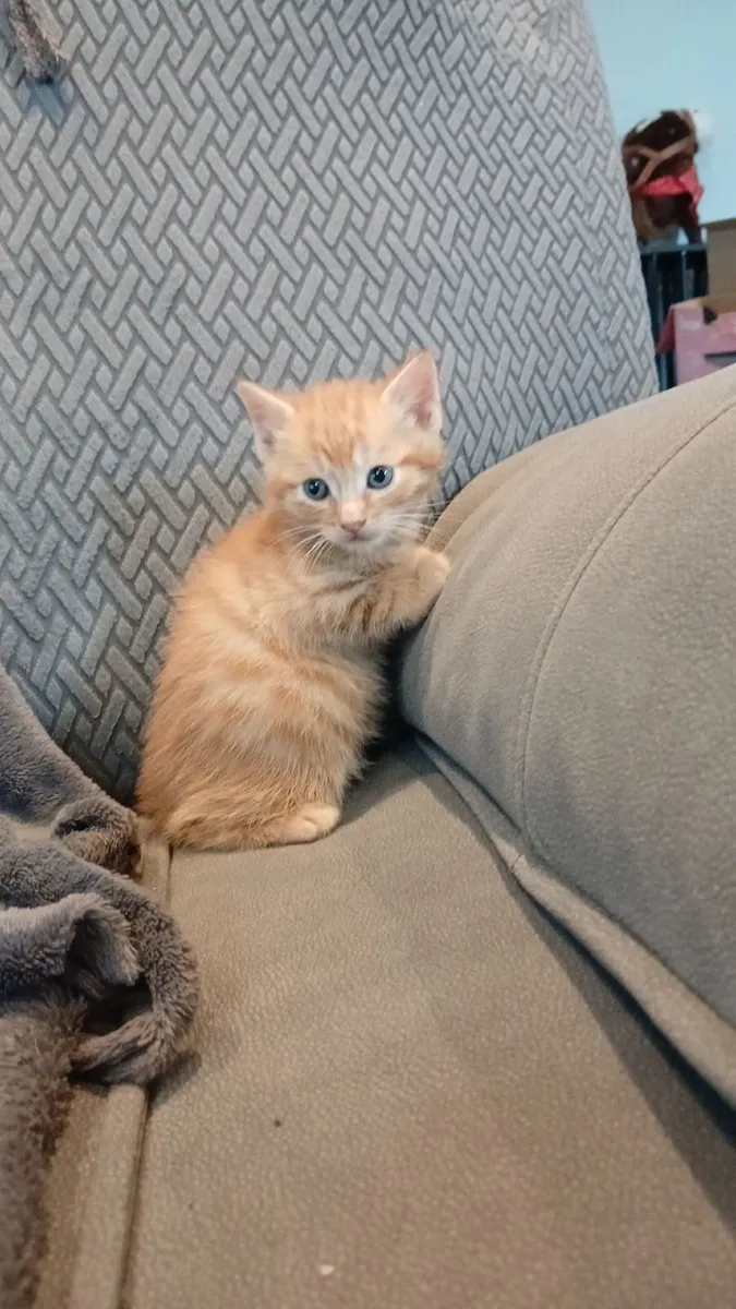 Kittens - Image 2